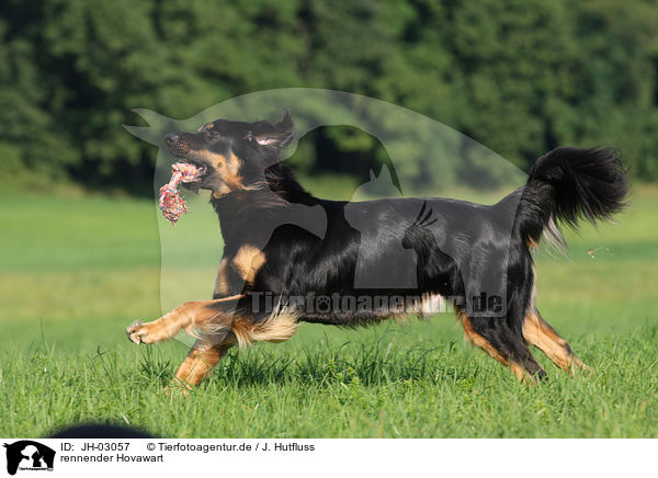 rennender Hovawart / running Hovawart / JH-03057