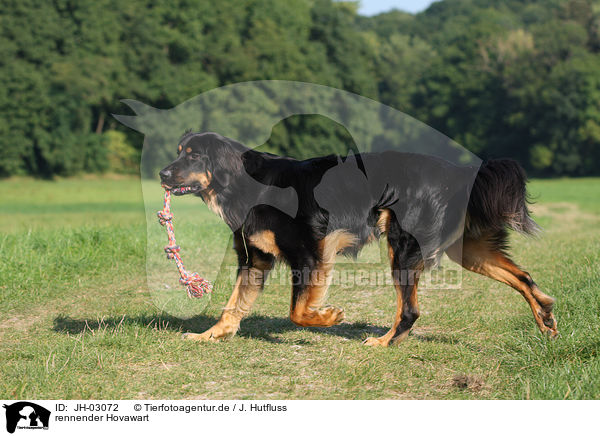 rennender Hovawart / running Hovawart / JH-03072
