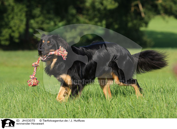 rennender Hovawart / running Hovawart / JH-03075