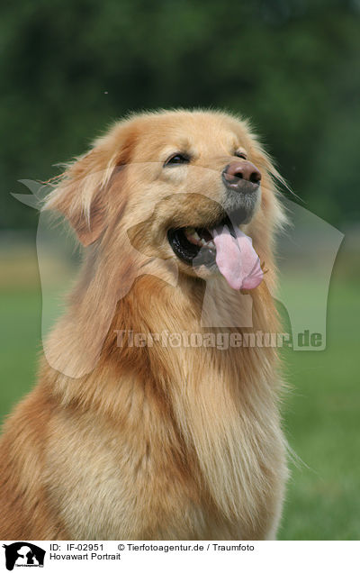 Hovawart Portrait / Hovawart Portrait / IF-02951