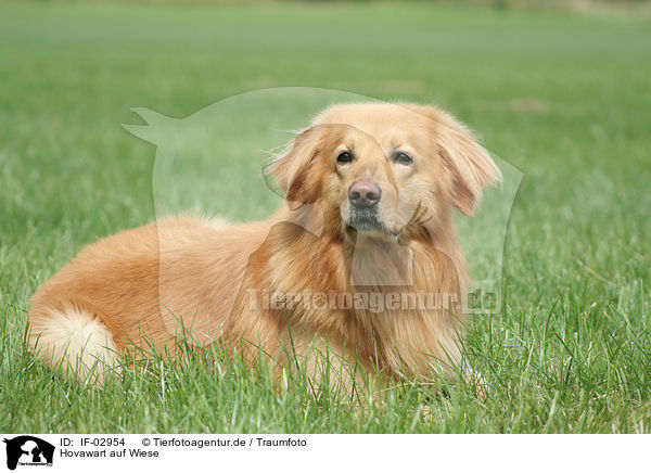 Hovawart auf Wiese / Hovawart on meadow / IF-02954