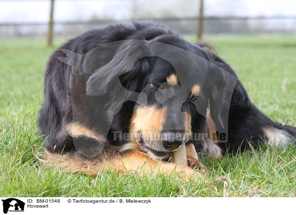 Hovawart / Hovawart / BM-01548
