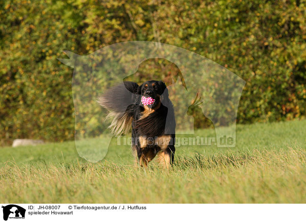 spieleder Hovawart / playing Hovawart / JH-08007