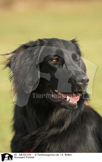 Hovawart Portrait / Hovawart Portrait / AB-02109