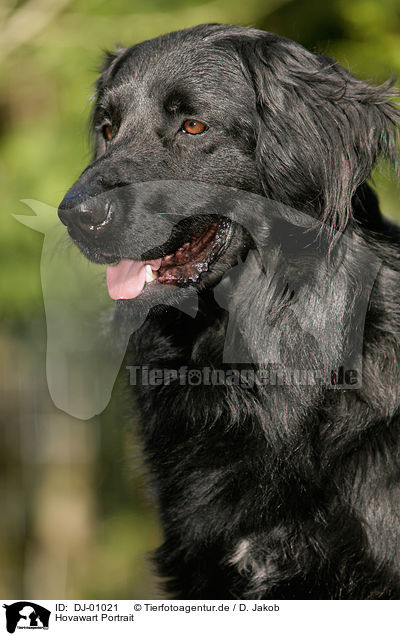 Hovawart Portrait / DJ-01021