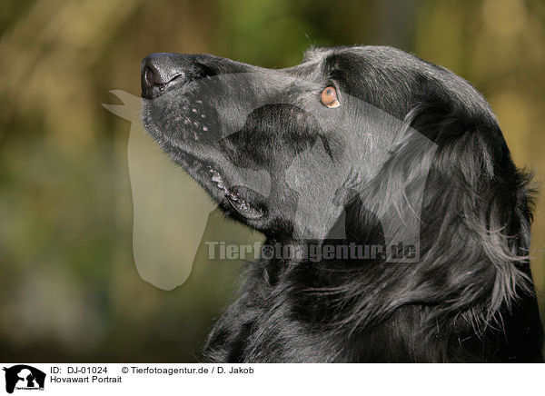 Hovawart Portrait / Hovawart Portrait / DJ-01024