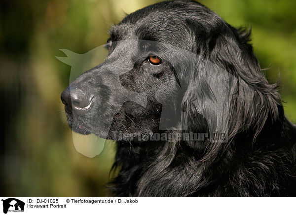 Hovawart Portrait / Hovawart Portrait / DJ-01025