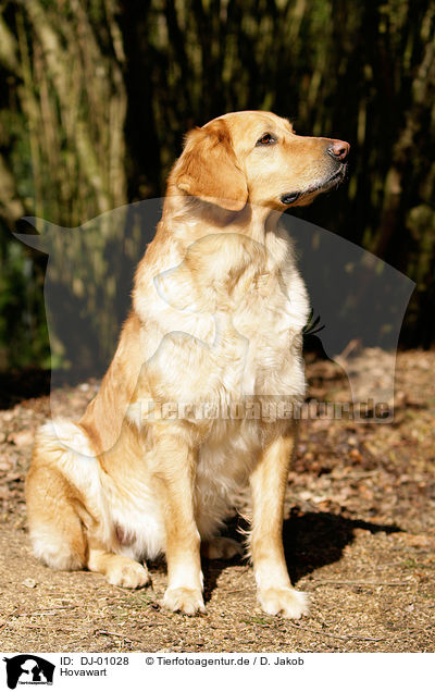 Hovawart / Hovawart / DJ-01028