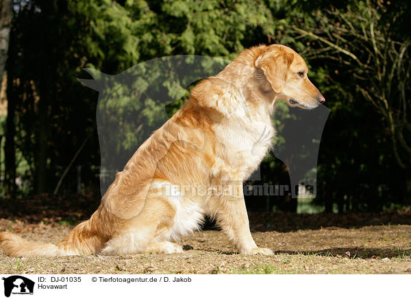 Hovawart / Hovawart / DJ-01035