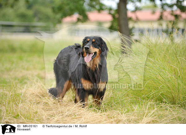 Hovawart / Hovawart / MR-05161