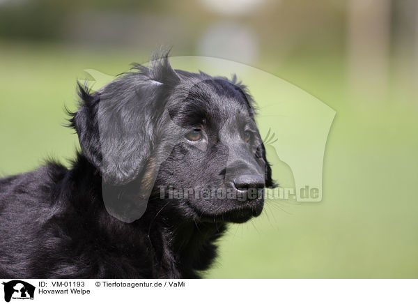 Hovawart Welpe / Hovawart Puppy / VM-01193