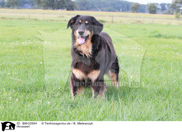 Hovawart / Hovawart / BM-02664