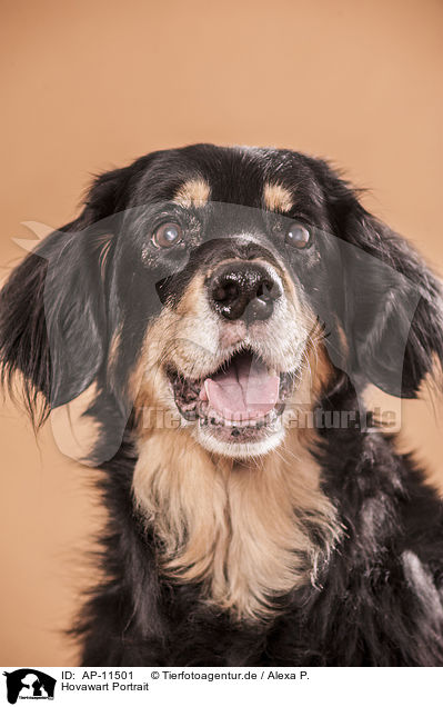 Hovawart Portrait / AP-11501