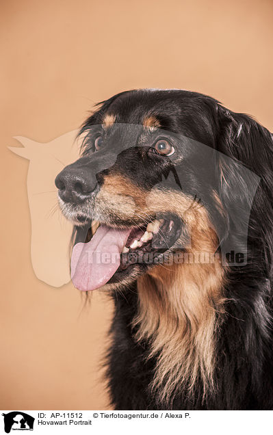 Hovawart Portrait / AP-11512