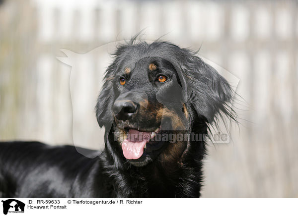 Hovawart Portrait / RR-59633
