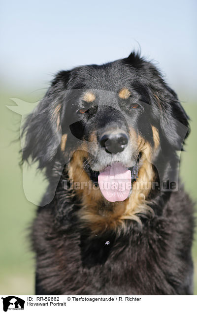 Hovawart Portrait / Hovawart Portrait / RR-59662