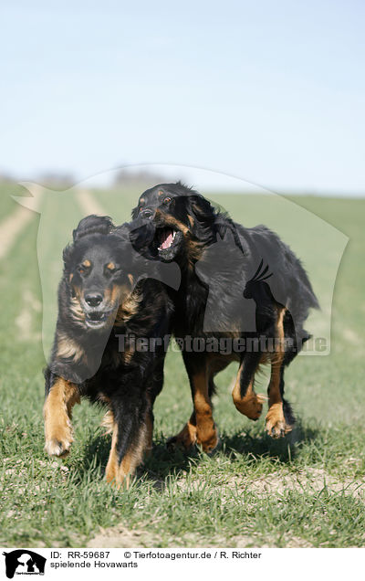 spielende Hovawarts / playing Hovawarts / RR-59687