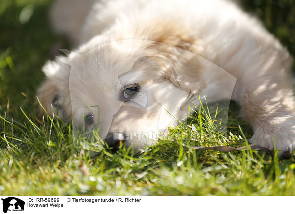 Hovawart Welpe / Hovawart Puppy / RR-59699