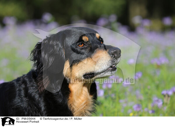 Hovawart Portrait / Hovawart Portrait / PM-05644