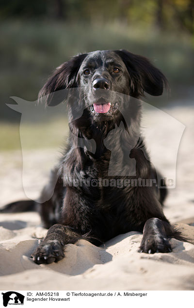 liegender Hovawart / lying Hovawart / AM-05218