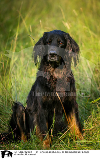 sitzender Hovawart / CDE-02602