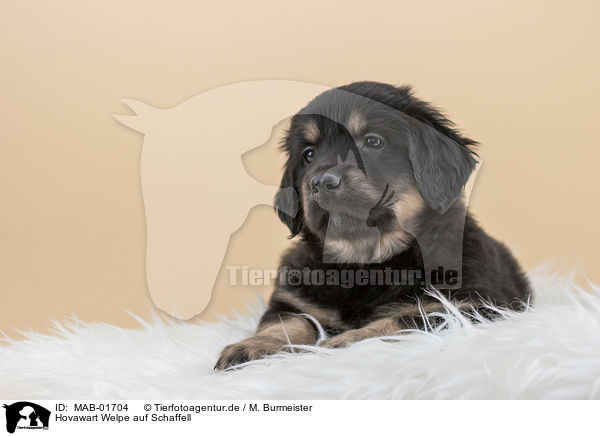 Hovawart Welpe auf Schaffell / MAB-01704