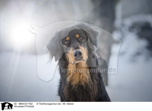 Hovawart Portrait / MAH-01162