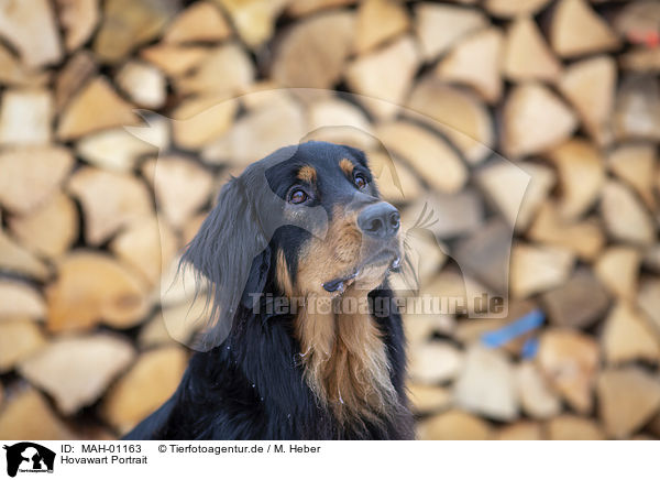 Hovawart Portrait / MAH-01163