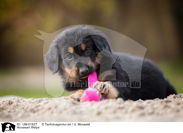 Hovawart Welpe / Hovawart Puppy / UM-01827