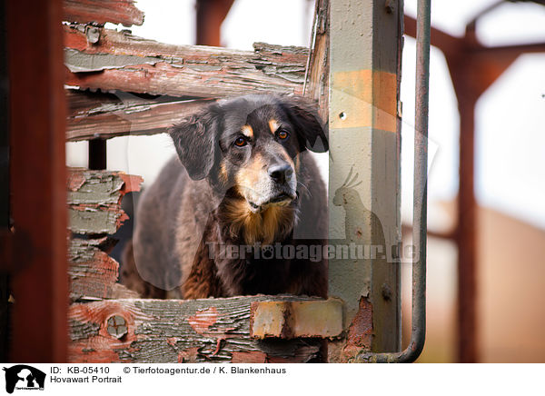Hovawart Portrait / Hovawart Portrait / KB-05410