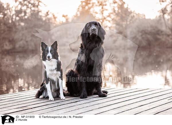 2 Hunde / 2 dogs / NP-01909