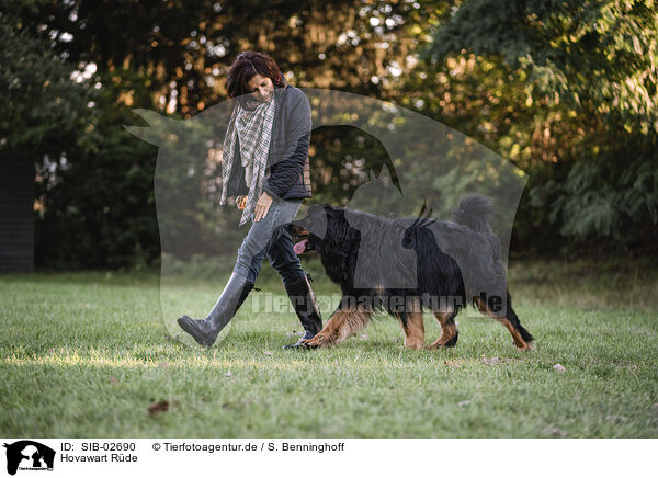 Hovawart Rde / SIB-02690