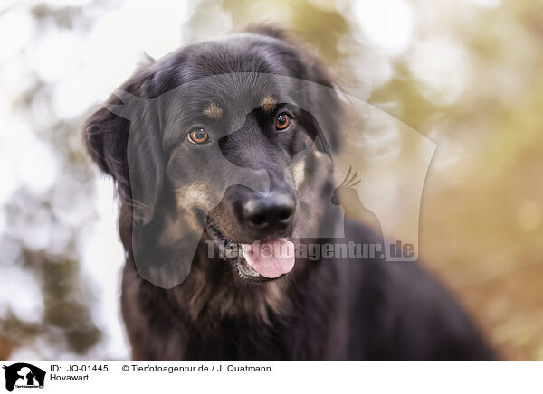 Hovawart / JQ-01445