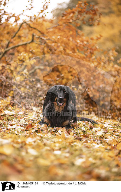 Hovawart / Hovawart / JAM-05194
