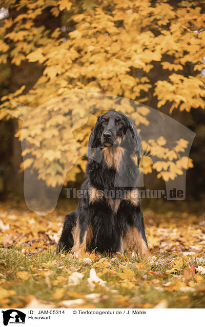 Hovawart / JAM-05314