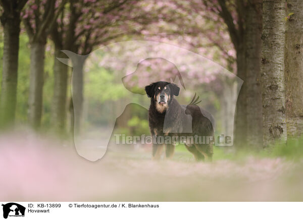 Hovawart / KB-13899
