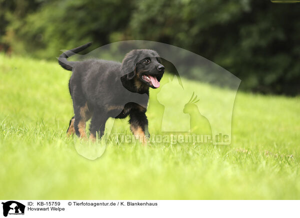 Hovawart Welpe / Hovawart puppy / KB-15759