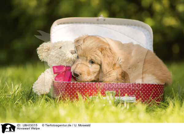 Hovawart Welpe / Hovawart puppy / UM-03015