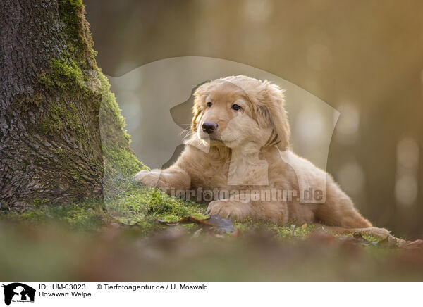 Hovawart Welpe / Hovawart puppy / UM-03023