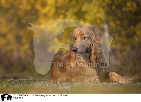 Hovawart / Hovawart / UM-03066