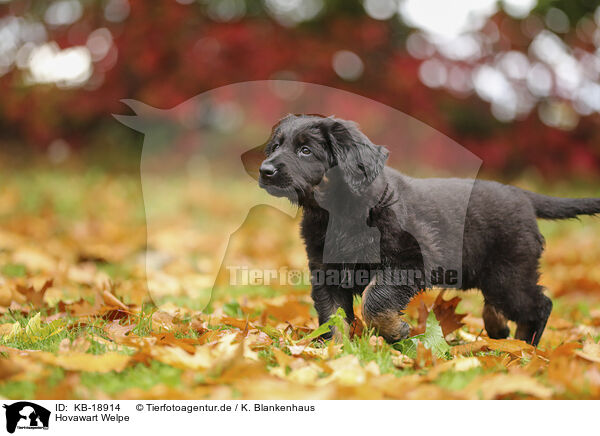 Hovawart Welpe / KB-18914