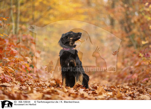Hovawart im Herbst / Hovawart in autumn / KB-18934