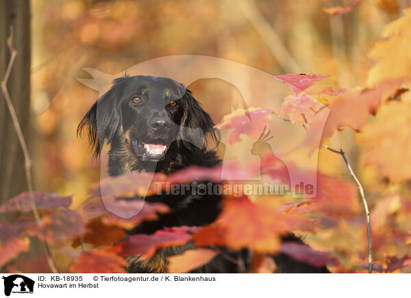 Hovawart im Herbst / Hovawart in autumn / KB-18935