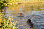 Frau badet mit Hovawart