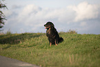 Hovawart