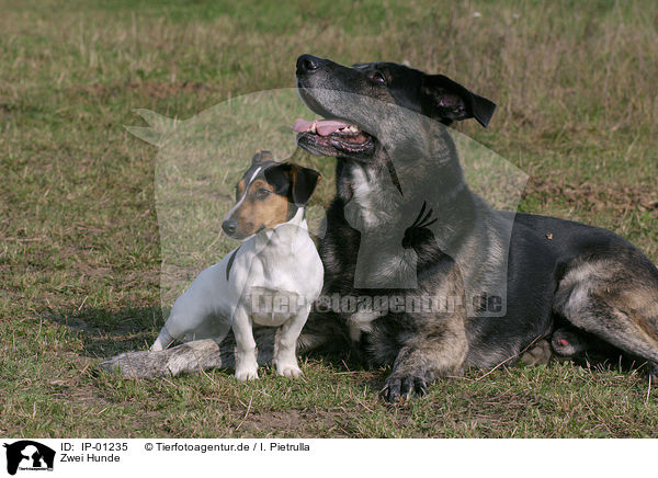 Zwei Hunde / IP-01235