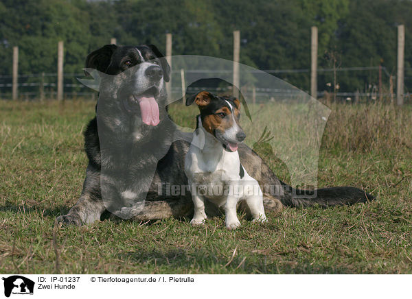 Zwei Hunde / two dogs / IP-01237