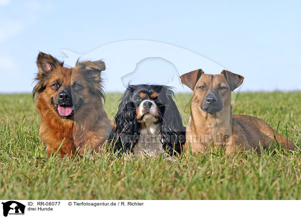 drei Hunde / three dogs / RR-08077