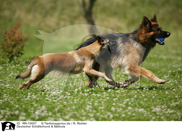Deutscher Schferhund & Malinois / RR-15657