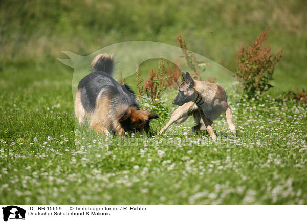 Deutscher Schferhund & Malinois / RR-15659